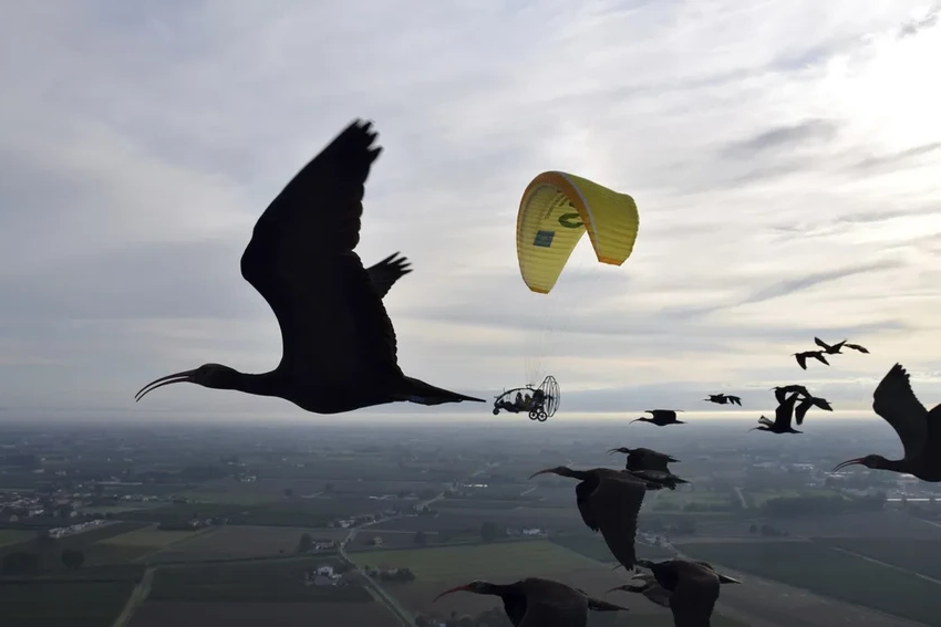 Как люди учат забывших путь ибисов лететь на юг за мотопарапланом