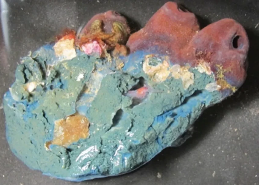 Ядовитый щит губок: как молибден защищает древних обитателей моря от хищников