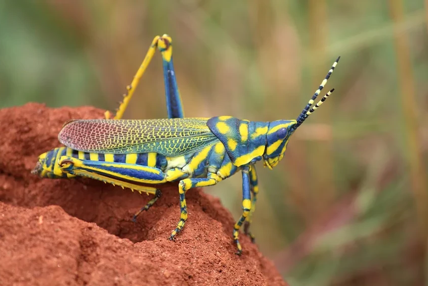 Кузнечик или саранча: 5 главных отличий во внешности и повадках насекомых