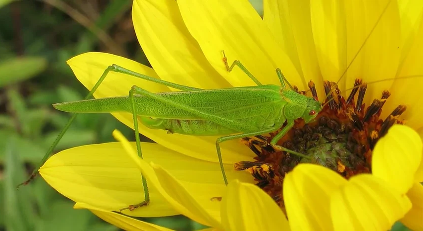 Кузнечик или саранча: 5 главных отличий во внешности и повадках насекомых