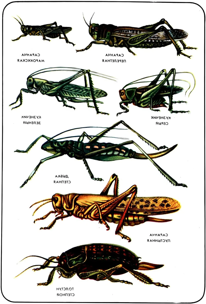Кузнечик или саранча: 5 главных отличий во внешности и повадках насекомых