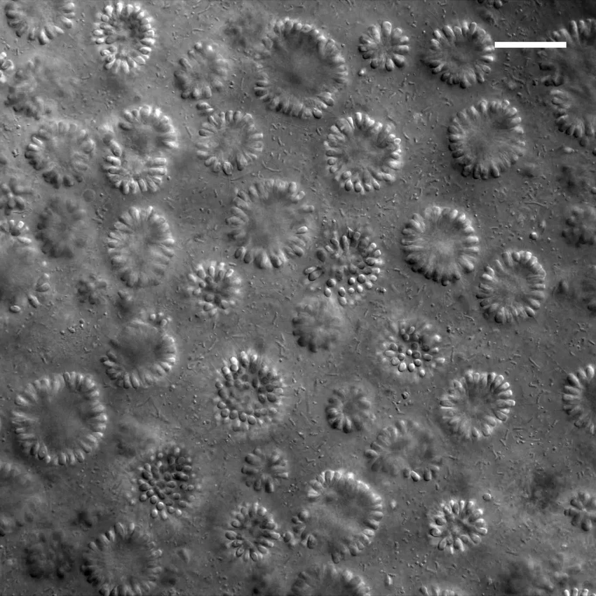 В озере Моно нашли ключ к эволюции многоклеточной жизни