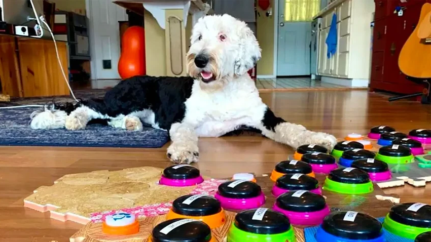 Собаки говорят с людьми: как кнопки открывают настоящий диалог