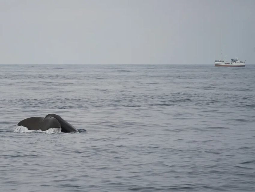 Почему косатки атакуют лодки? Новая теория об обучающих «игрушках»