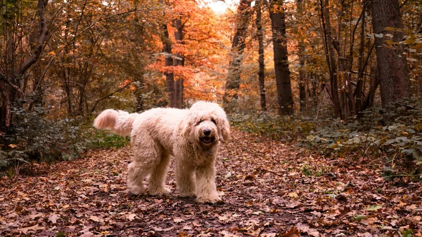 Дизайнерские собаки: миф об идеальном здоровье развеян