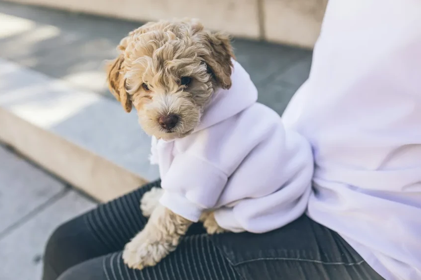 Дизайнерские собаки: миф об идеальном здоровье развеян