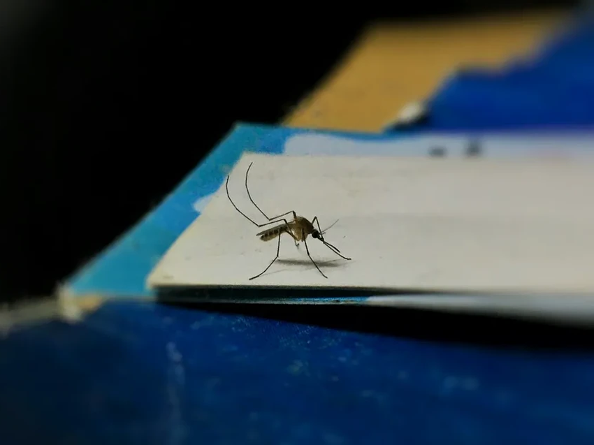 В Нью-Гэмпшире зафиксировали смерть от редкого вируса энцефалита