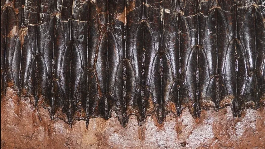 Как динозавры-вегетарианцы справлялись с жесткой пищей: конвейер по смене зубов