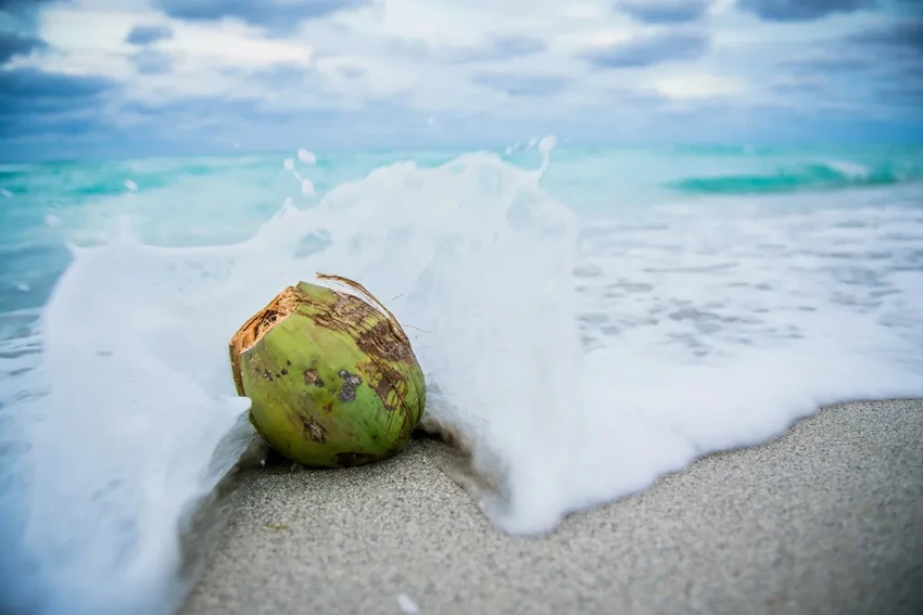 Новое средство от болезней десен на основе грейпфрута и кокоса