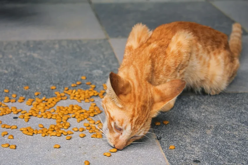 Первая в мире антивозрастная добавка для кошек создана в России