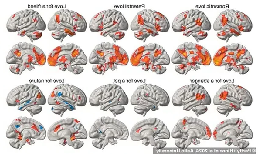 Как мозг чувствует любовь: ученые составили карту активности для разных чувств