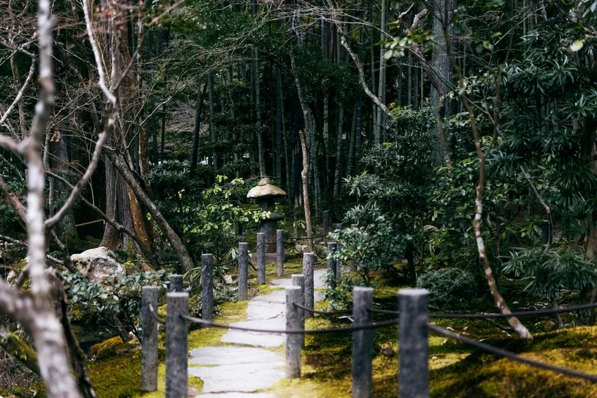 Как деревья защищают сердце: кардиолог о неожиданной пользе зеленых насаждений