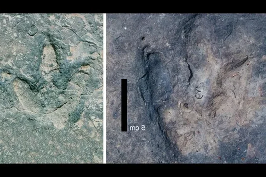 Одни и те же следы динозавров обнаружены по разные стороны Атлантики