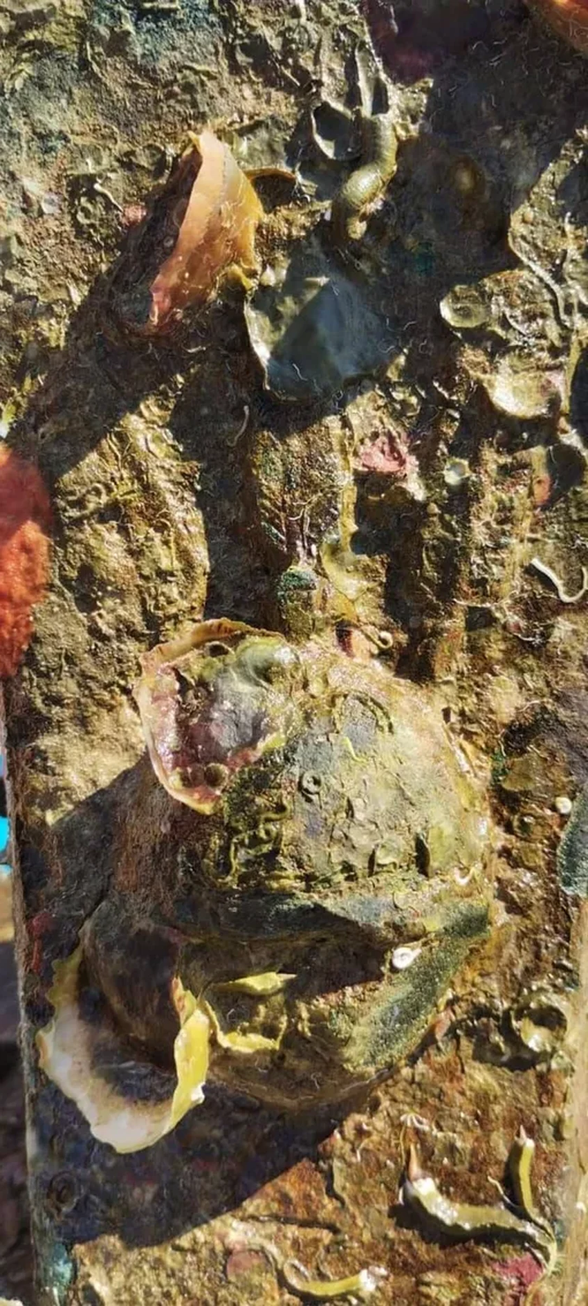 На дне у Сицилии найден древнеримский таран времён Пунических войн