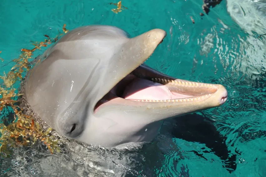 Одинокий дельфин нападает на людей у берегов Японии: что пошло не так?