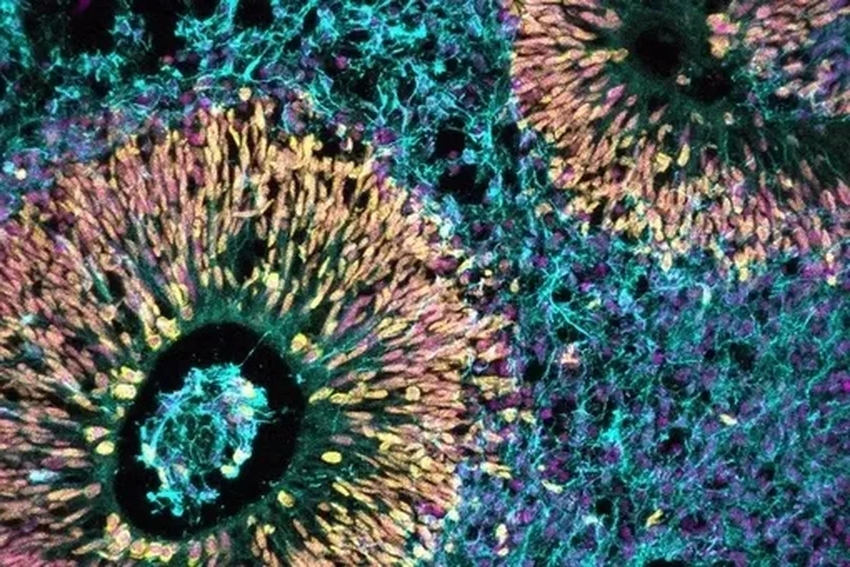 Биокомпьютер из нейронов: как живой процессор изменит будущее ИИ