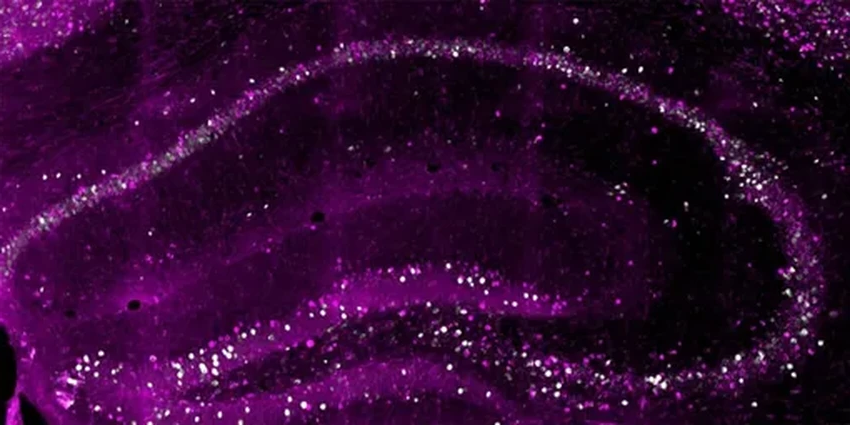 Как мозг хранит память: три версии одного воспоминания