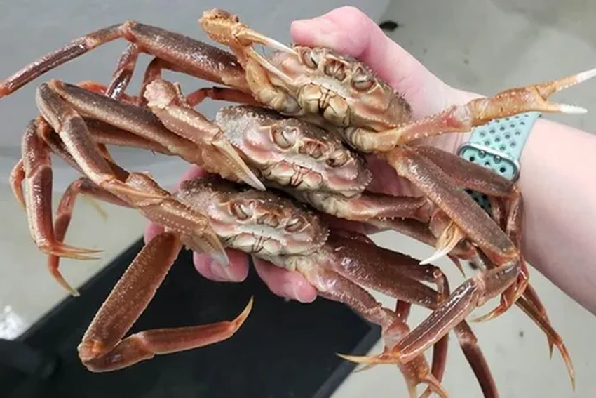 Как волна тепла и голод погубили миллиарды снежных крабов у берегов Аляски