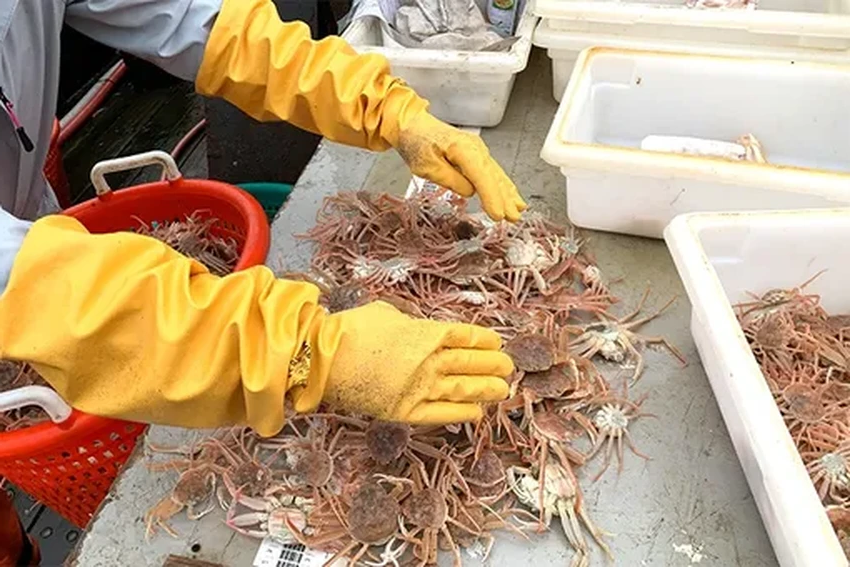 Как волна тепла и голод погубили миллиарды снежных крабов у берегов Аляски