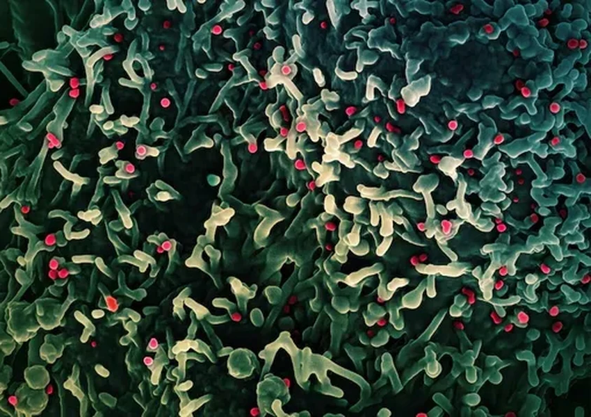 ВОЗ: почему оспа обезьян не станет новой пандемией, как COVID