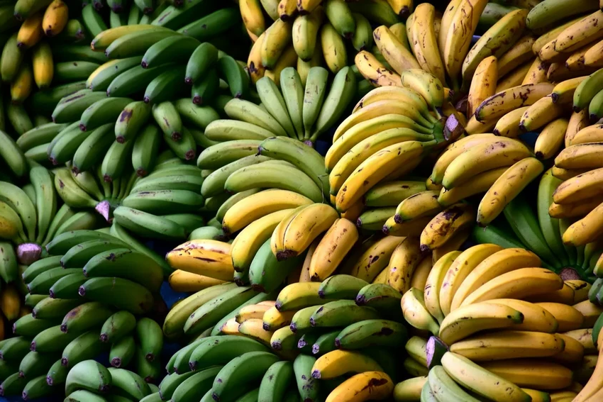 Бананы под угрозой: как наука находит способ их спасти