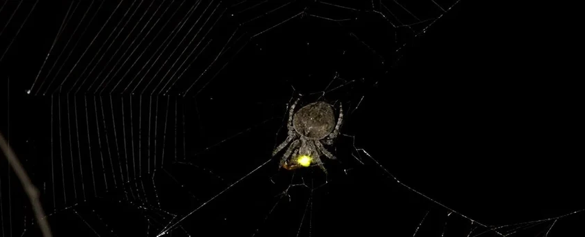 Пауки-кругопряды подделывают сигналы светлячков для смертельной охоты