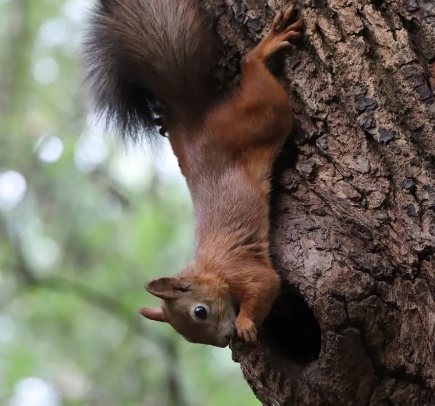 Как белки находят тысячи тайников: нейронная хеш-функция в мозге