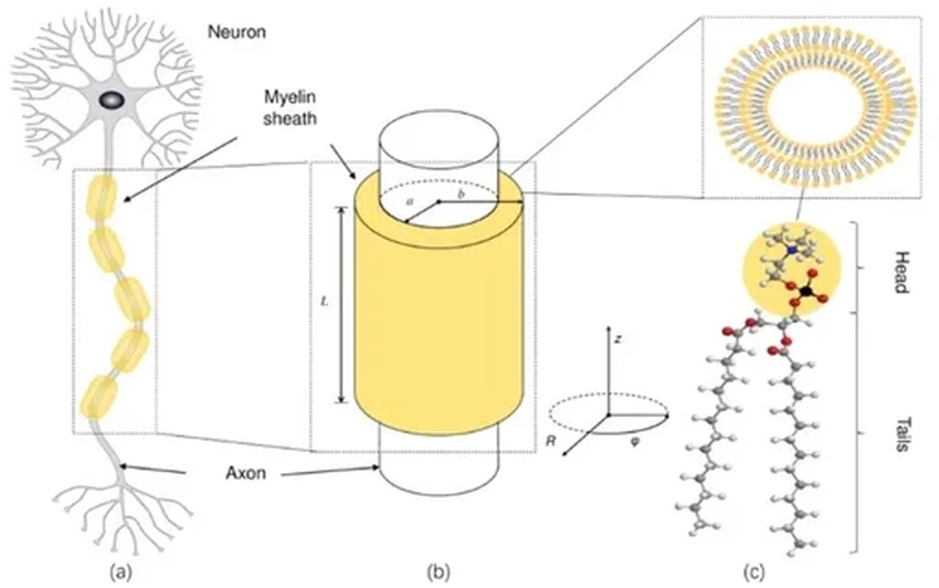Как квантовая запутанность фотонов в мозге может быть связана с сознанием