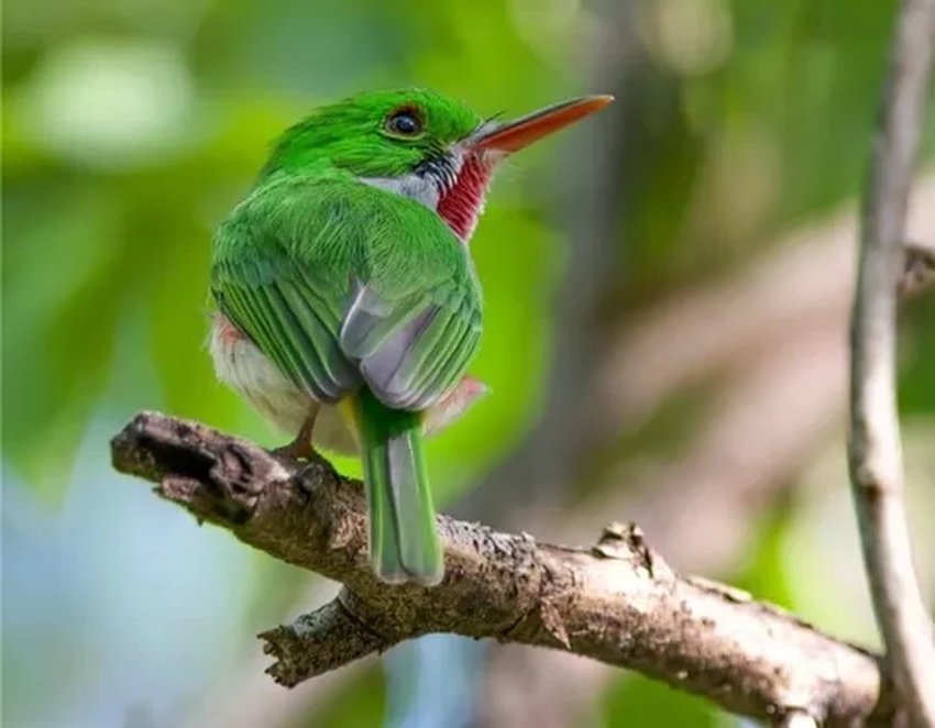 Генетическая трансформация: как динозавры пережили астероид и стали птицами
