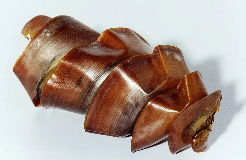 Загадка морского дна: тысячи самок бычьих акул спят вместе в австралийском заливе