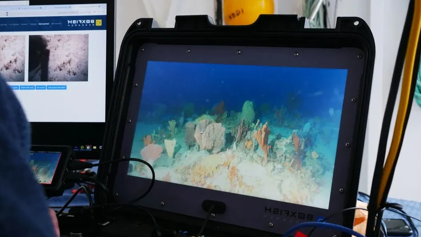 Загадка морского дна: тысячи самок бычьих акул спят вместе в австралийском заливе