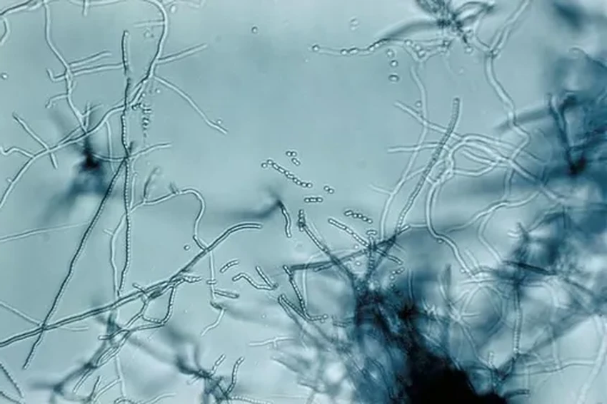 Петрикор: чем опасен волшебный запах после дождя