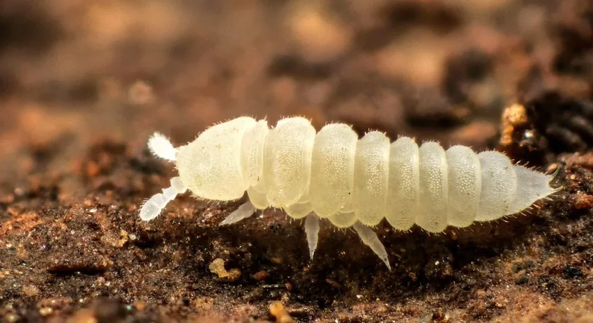 Петрикор: чем опасен волшебный запах после дождя