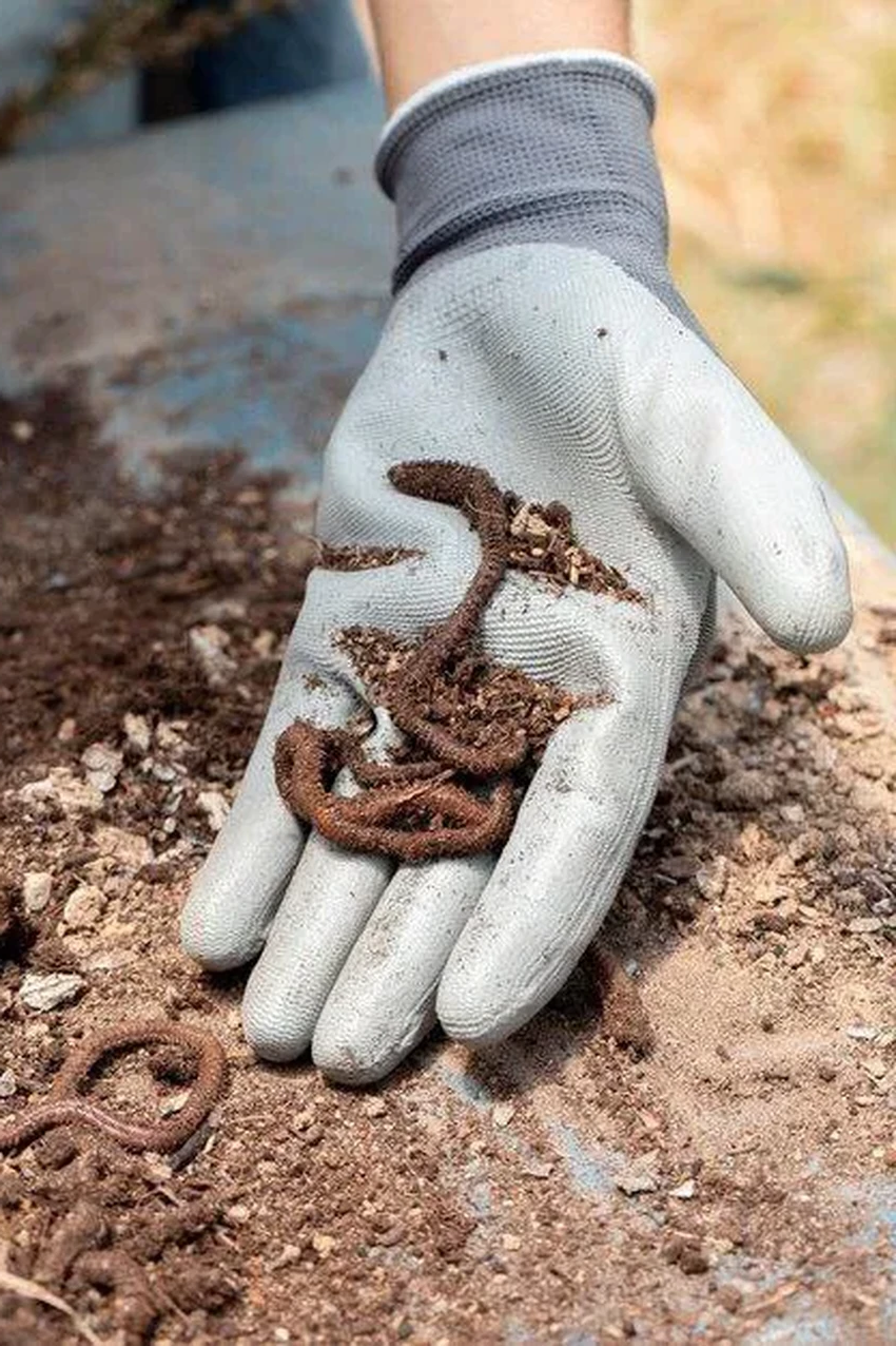 Зачем черви выползают после дождя: настоящая причина миграции под ноги