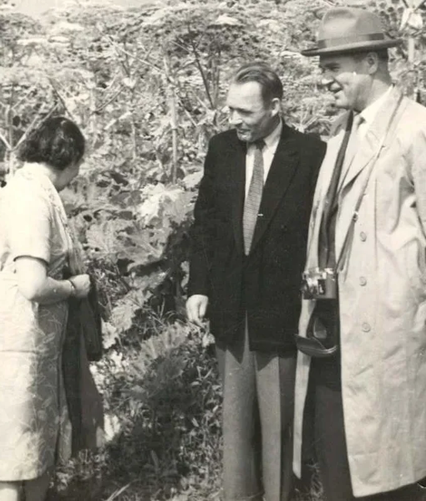 Борщевик Сосновского: как опасный сорняк задумывался как спасение СССР