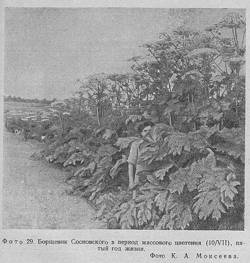 Борщевик Сосновского: как опасный сорняк задумывался как спасение СССР