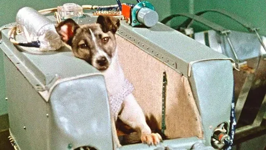 Правда о Лайке: история первого живого существа на орбите