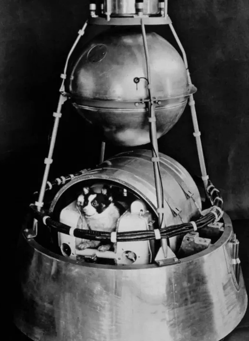 Правда о Лайке: история первого живого существа на орбите