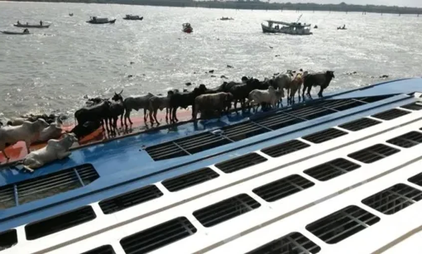 Скотовозы: как живых животных перевозят через океан и почему это опасно