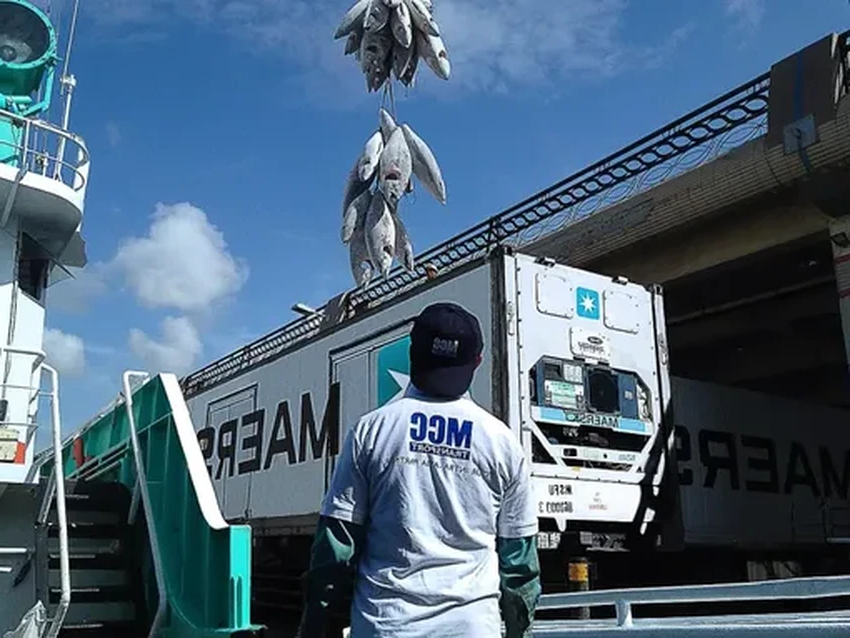 Скотовозы: как живых животных перевозят через океан и почему это опасно