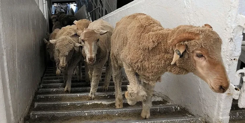 Скотовозы: как живых животных перевозят через океан и почему это опасно