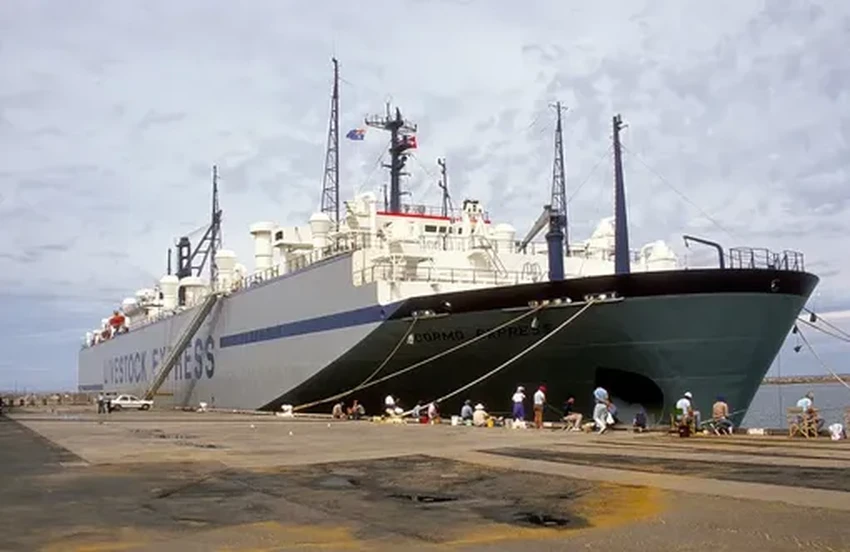 Скотовозы: как живых животных перевозят через океан и почему это опасно