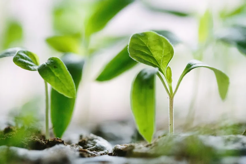 Будущее городских ферм: как умные технологии меняют сельское хозяйство в мегаполисах