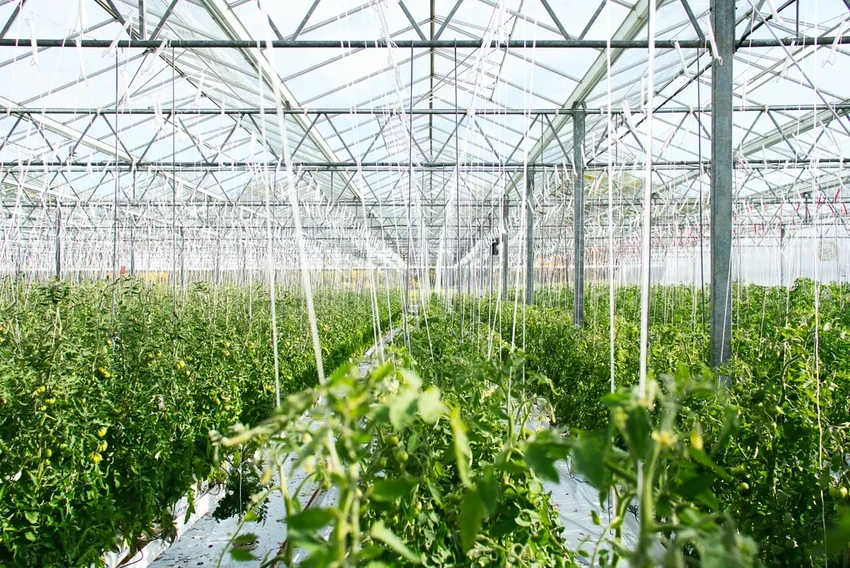 Будущее городских ферм: как умные технологии меняют сельское хозяйство в мегаполисах