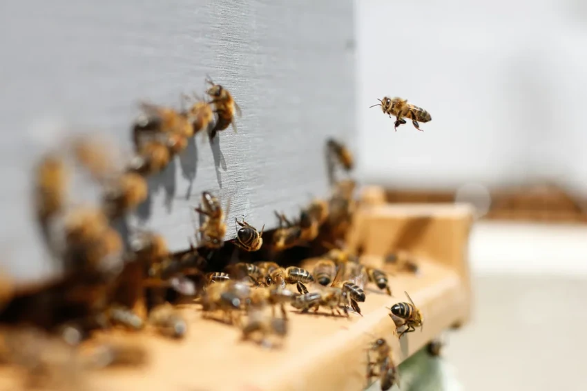 Роботы-опылители: спасут ли технологии планету, если пчелы исчезнут?