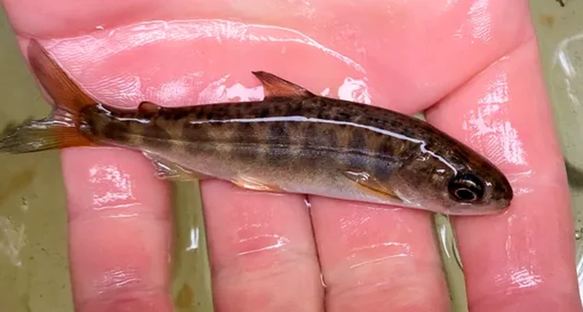 Плотины уходят: как США возвращают рекам их историческое русло