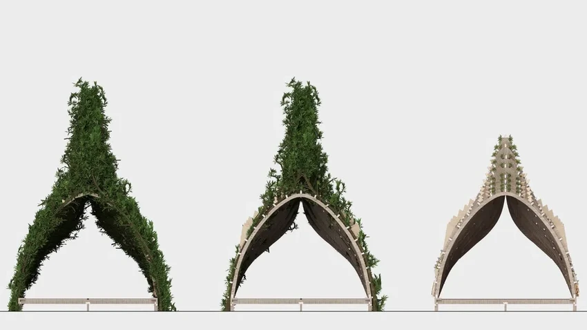 Дом, который растёт: как живые деревья становятся стенами будущих коттеджей