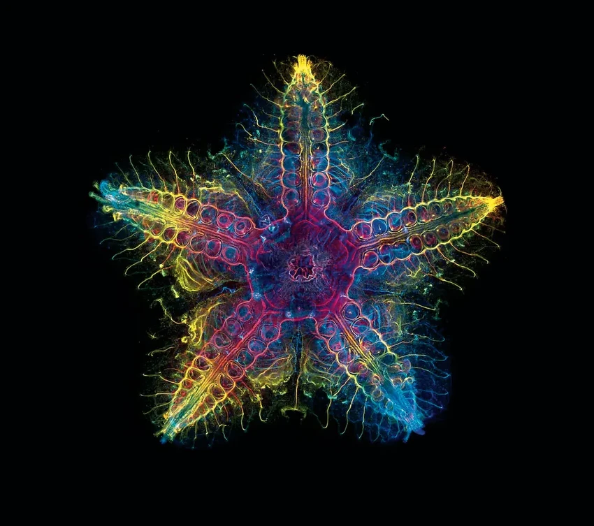 Новости науки и техники: биотопливо для самолётов, гигантский двигатель и звёзды без голов