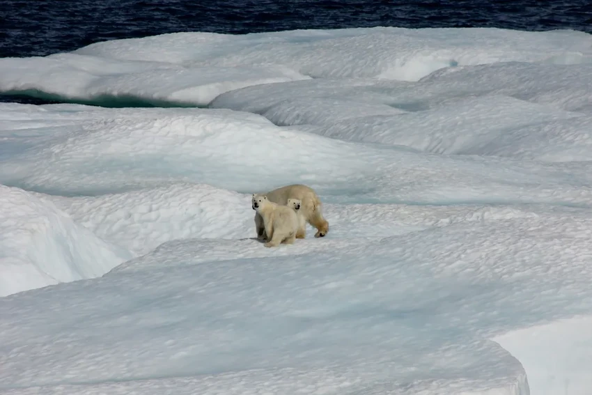 Трагедия в Арктике: нападение белых медведей на работника радара