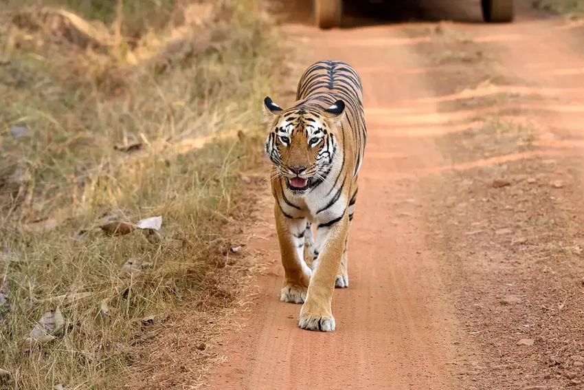 Кто выходит на дорогу осенью: как избежать встречи с лосями и тиграми